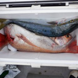 遊漁船 遊友 釣果