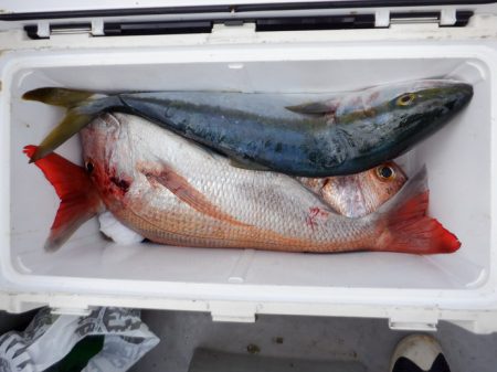 遊漁船 遊友 釣果