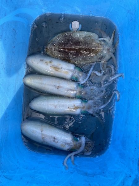 和丸（三重） 釣果