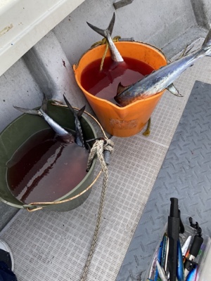 シーモンキー 釣果