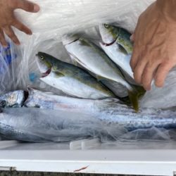 シーモンキー 釣果