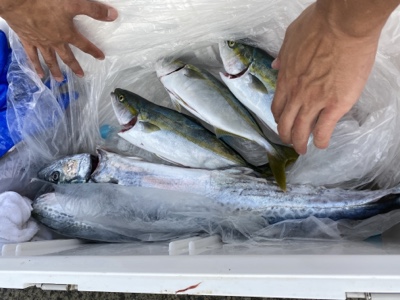 シーモンキー 釣果