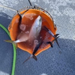 シーモンキー 釣果