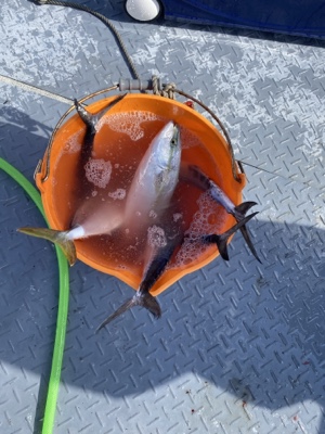 シーモンキー 釣果