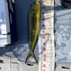 シーモンキー 釣果