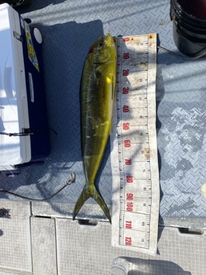 シーモンキー 釣果