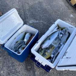 シーモンキー 釣果