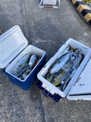 シーモンキー 釣果