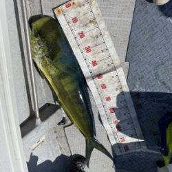 シーモンキー 釣果