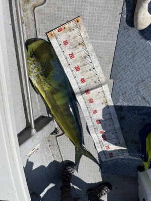 シーモンキー 釣果