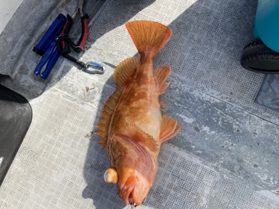 シーモンキー 釣果