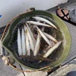 シーモンキー 釣果