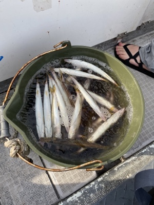 シーモンキー 釣果