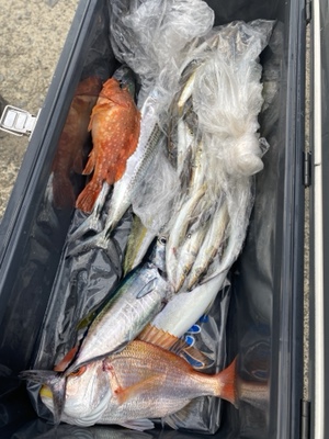 シーモンキー 釣果