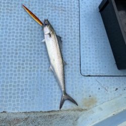 シーモンキー 釣果