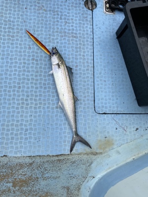 シーモンキー 釣果