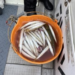 シーモンキー 釣果