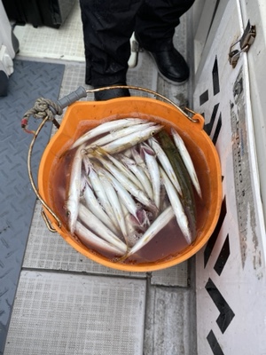 シーモンキー 釣果