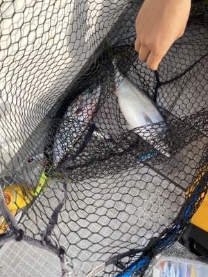 シーモンキー 釣果