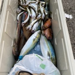 シーモンキー 釣果