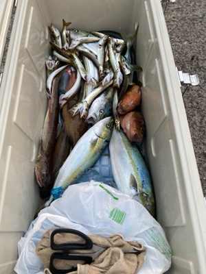 シーモンキー 釣果