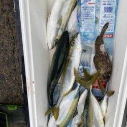 シーモンキー 釣果