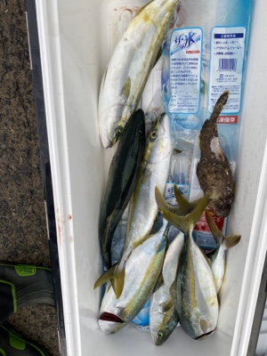 シーモンキー 釣果