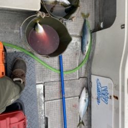 シーモンキー 釣果