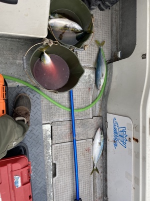 シーモンキー 釣果