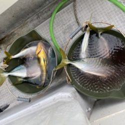 シーモンキー 釣果