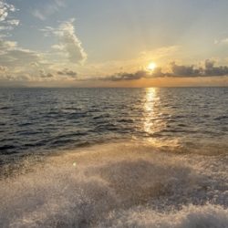 シーモンキー 釣果