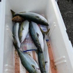 シーモンキー 釣果