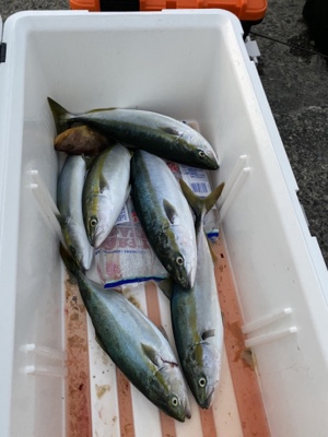 シーモンキー 釣果