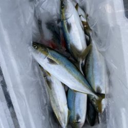 シーモンキー 釣果