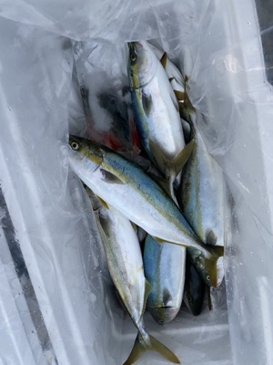 シーモンキー 釣果