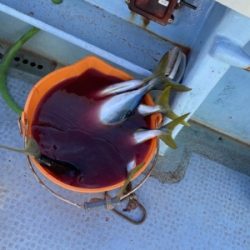 シーモンキー 釣果