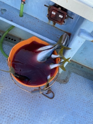 シーモンキー 釣果