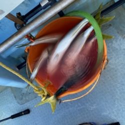 シーモンキー 釣果