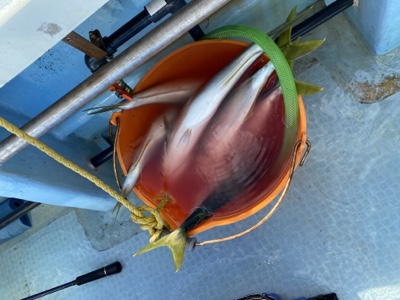 シーモンキー 釣果