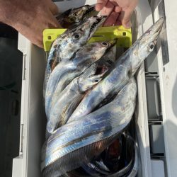 リトルワン 釣果