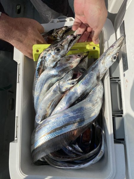 リトルワン 釣果