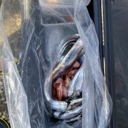 リトルワン 釣果