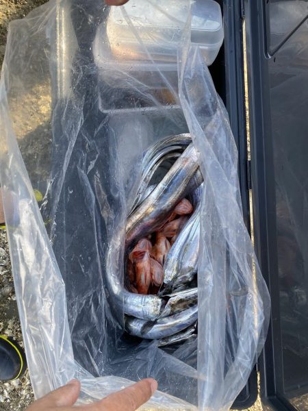 リトルワン 釣果