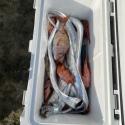 リトルワン 釣果