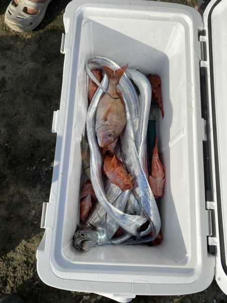 リトルワン 釣果