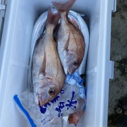 リトルワン 釣果