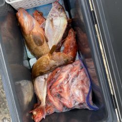 リトルワン 釣果