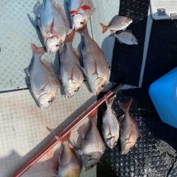 リトルワン 釣果