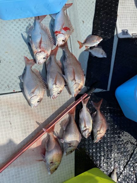 リトルワン 釣果