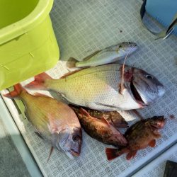 リトルワン 釣果